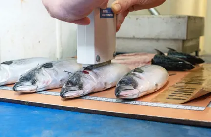 Keuren Makreel Aan Boord