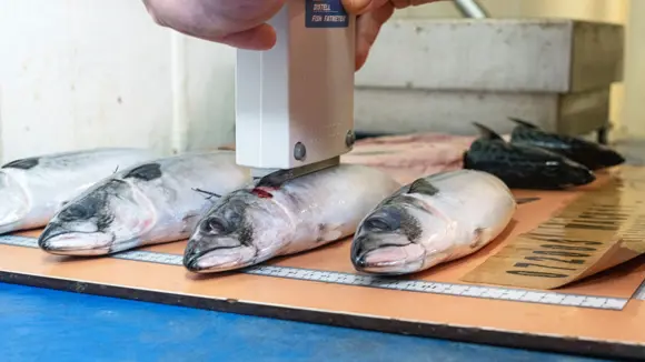 Keuren Makreel Aan Boord