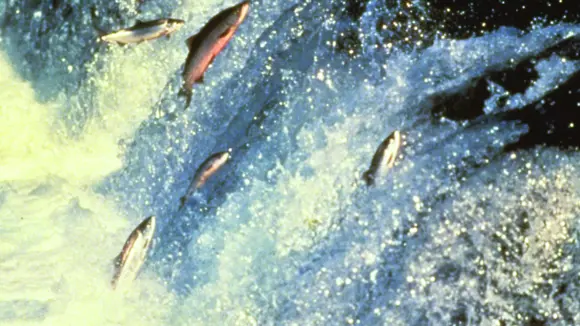Zalm Springen Rivier Op