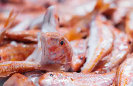 Bertus Dekker 018 (1)