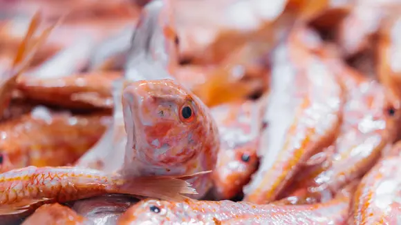 Bertus Dekker 018 (1)