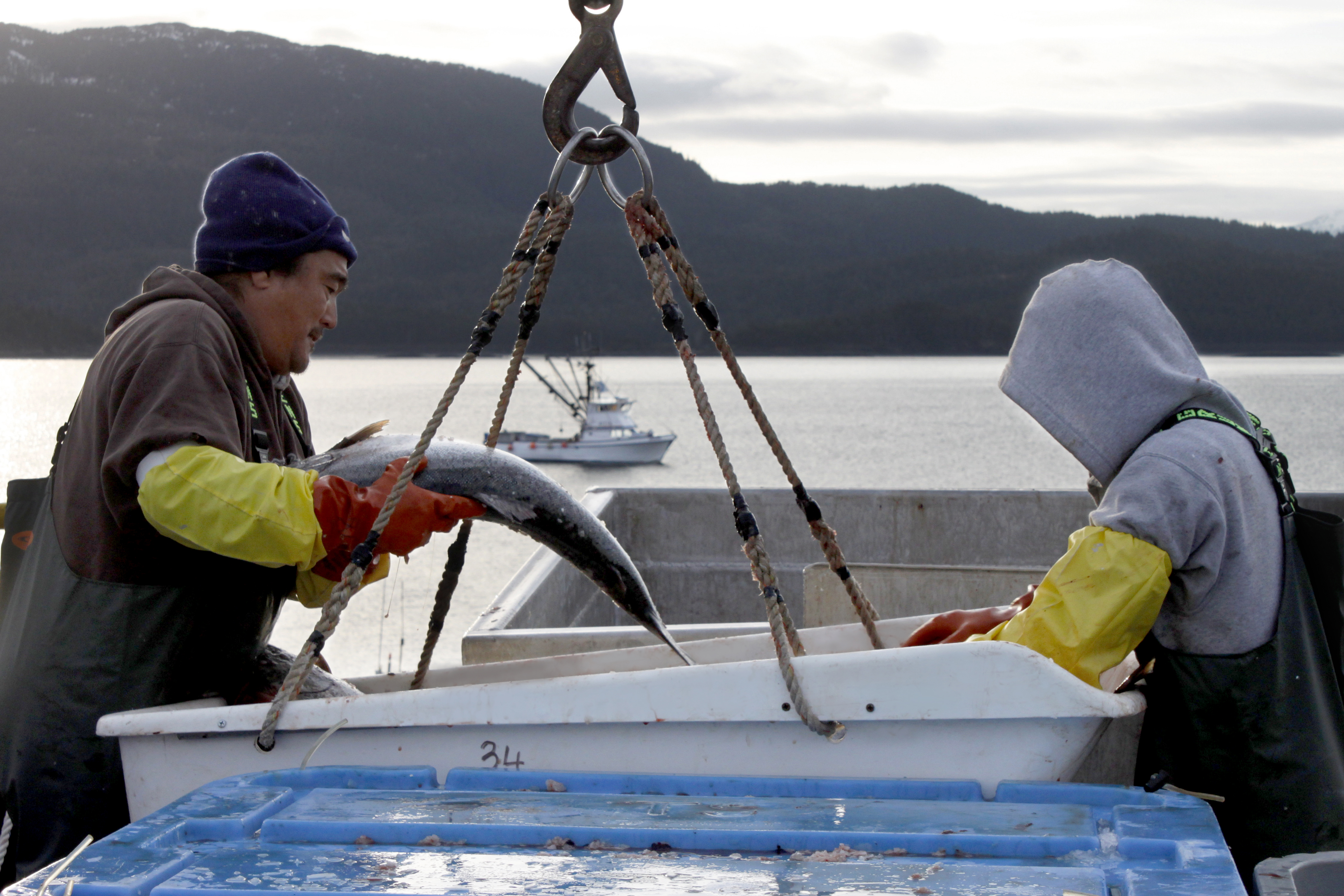 Copper River Salmon Being Sorted For Processing Photo Courtesy Copper River Seafoods