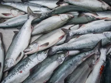 201909 Salmon On Deck AA Web Medium