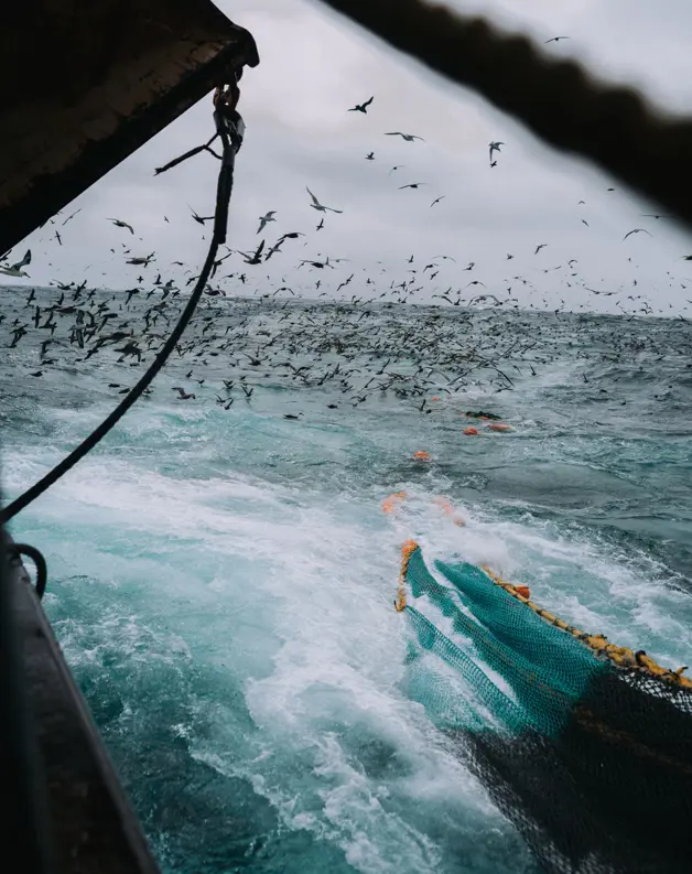 202113 Ocean And Birds View From Flatfish Trawler CC Web Medium (1)